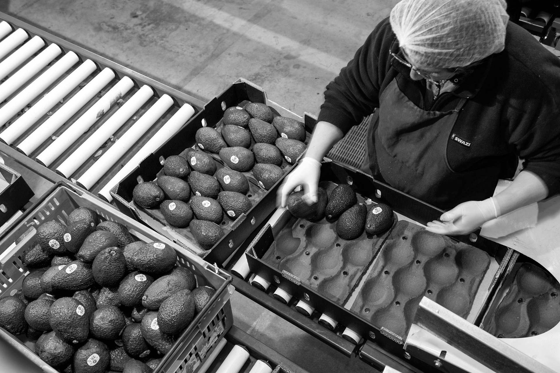 Avocado-packing-at-the-DMS-Te-Puna-site_03_BW