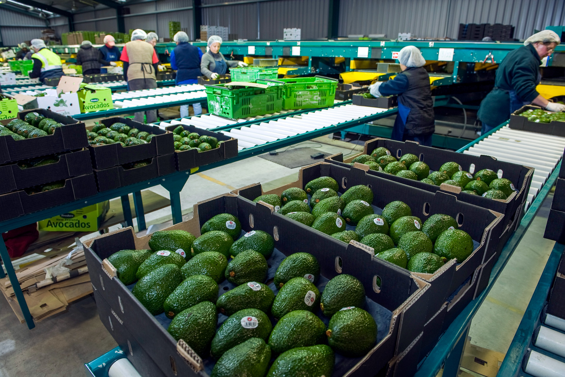 Avocado packing at the DMS Te Puna site