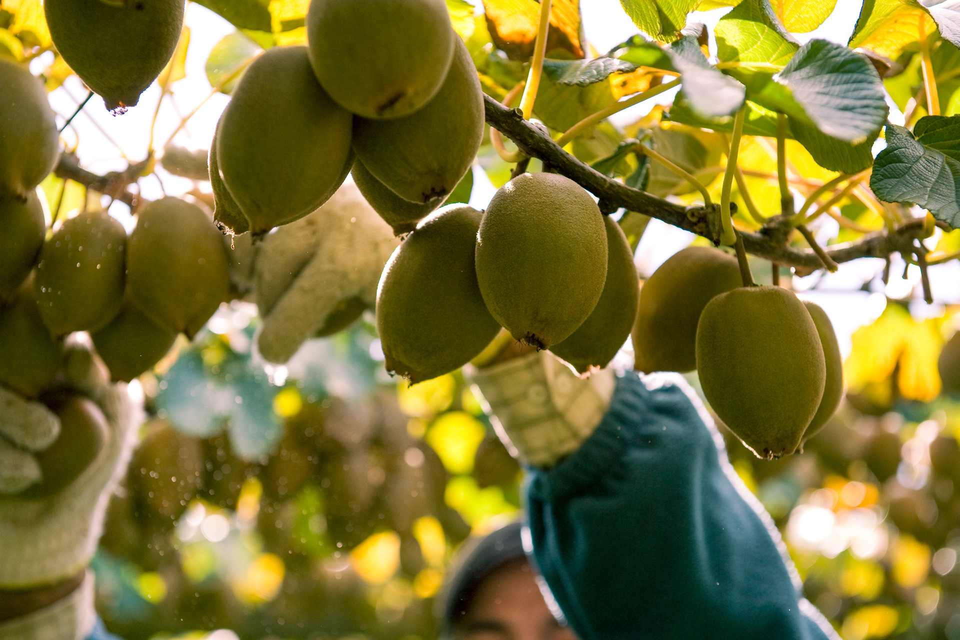 Kiwifruit-picking_03