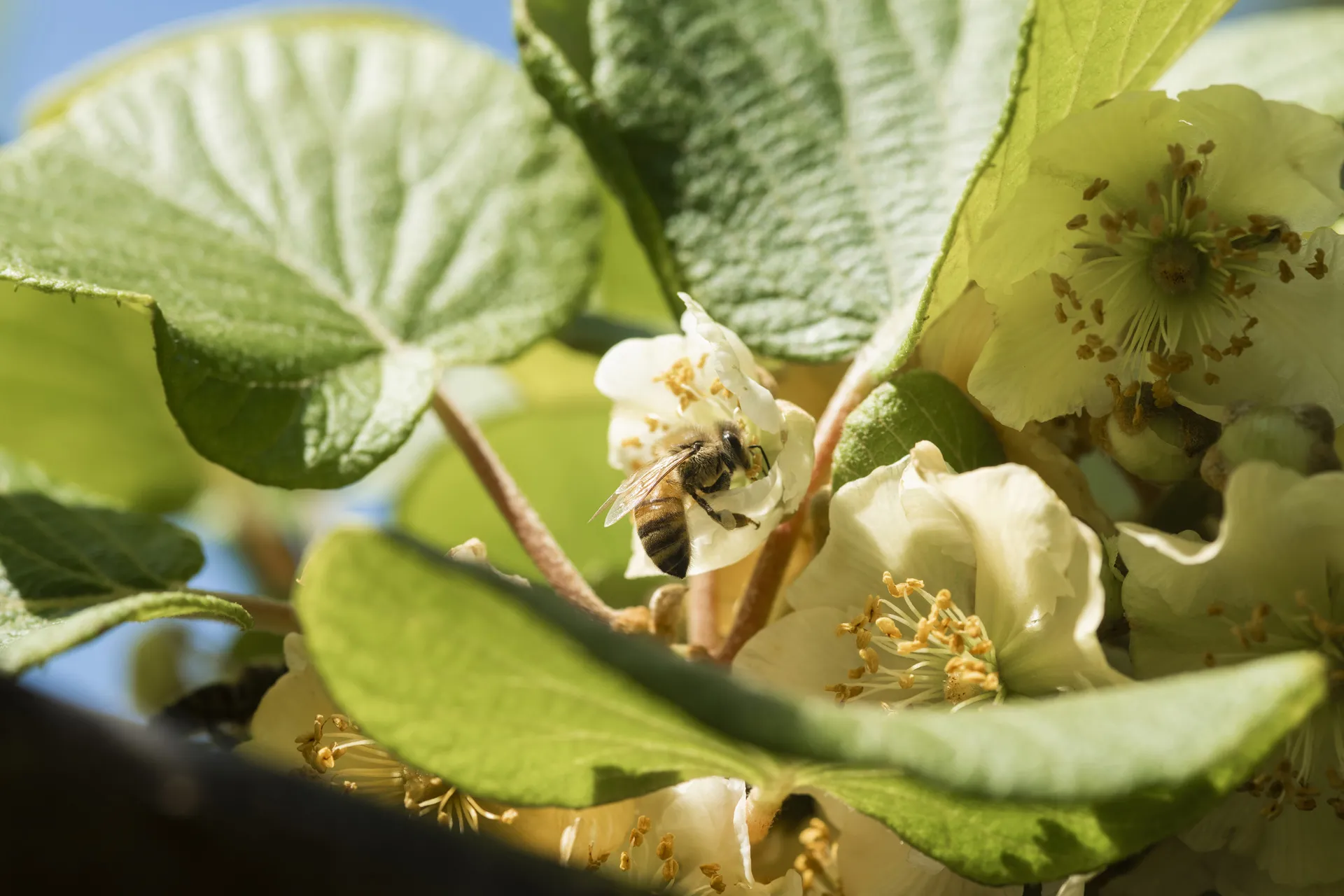 A honey bee pollinating a kiwifruit flower