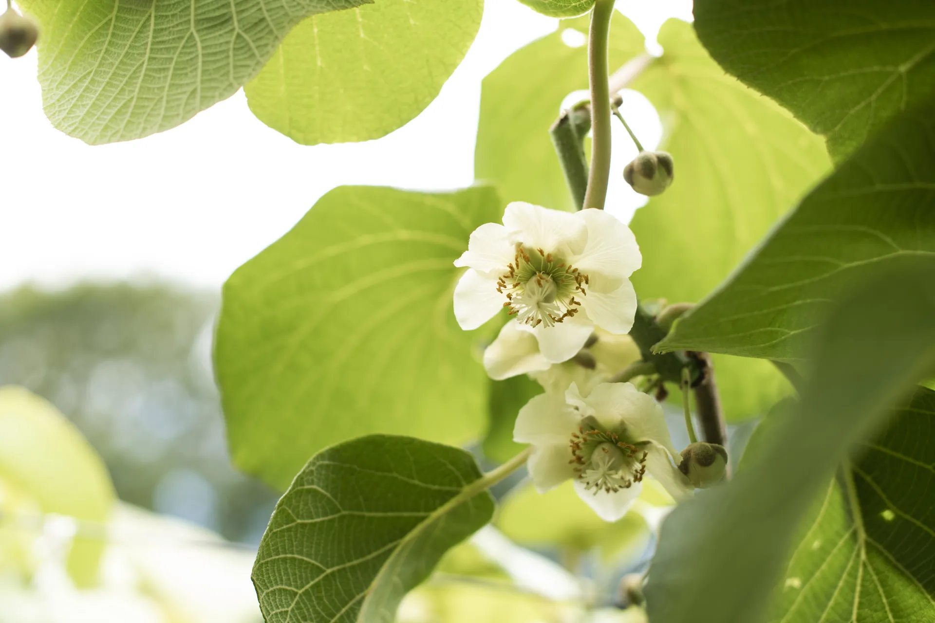 kiwifruit flower