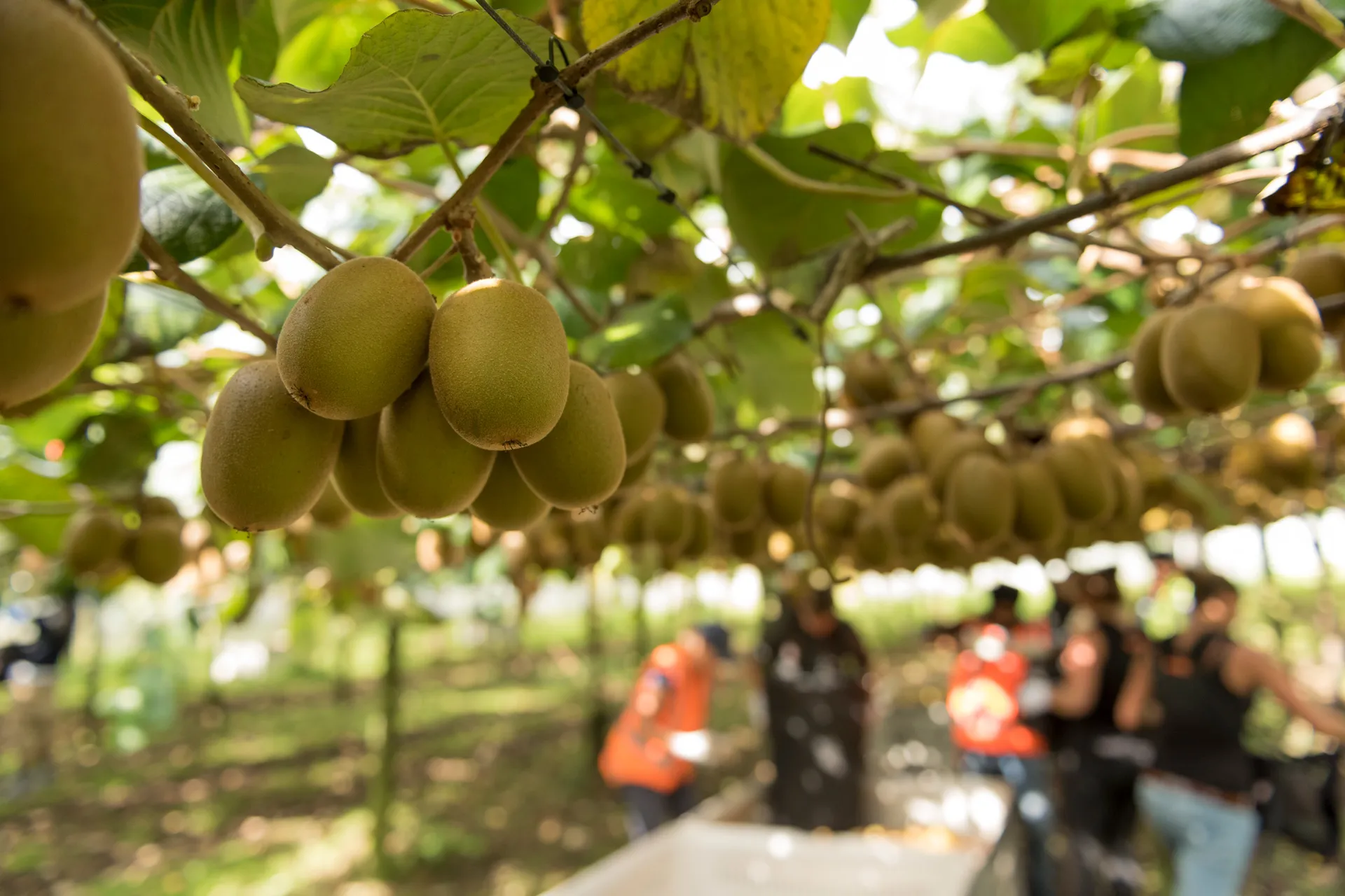 Gold Kiwifruit on vine