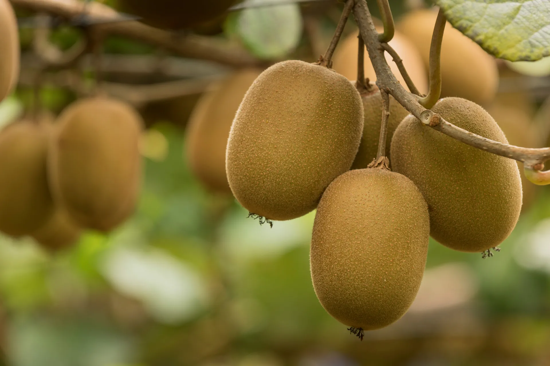Gold Kiwifruit on vine