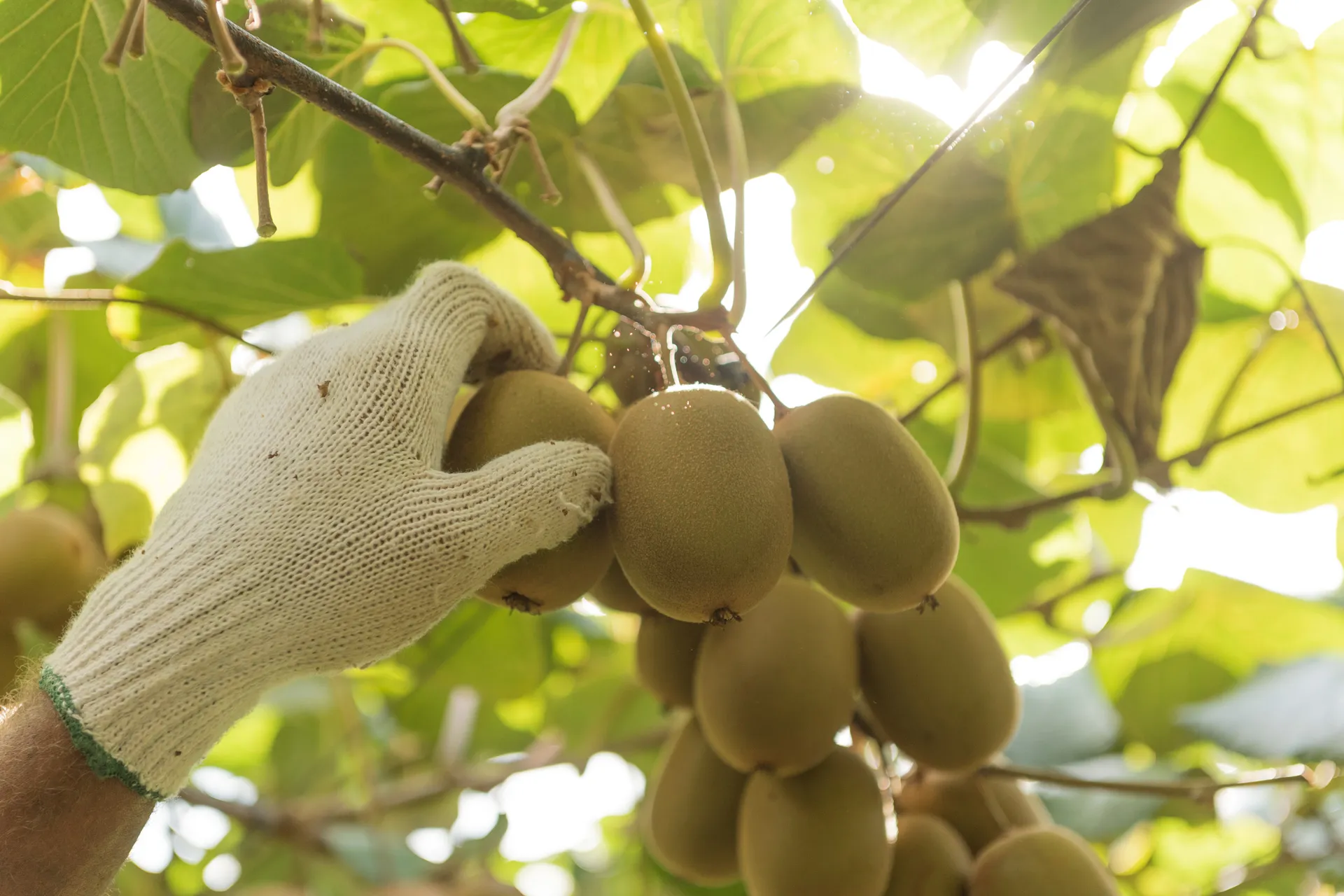 Gold Kiwifruit on vine being picked